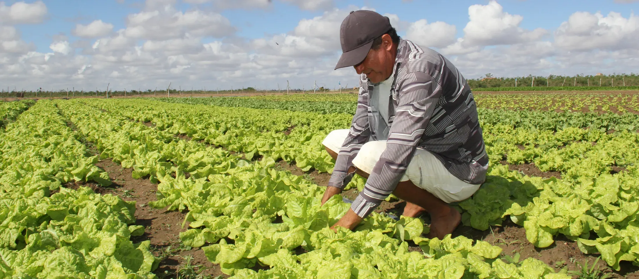 Créditos Agrícolas